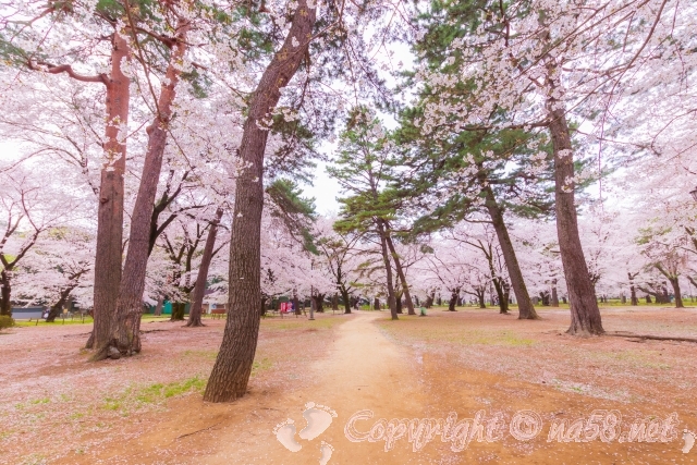 大宮公園　赤松　桜並木
