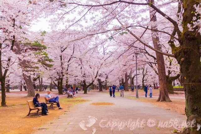 大宮公園　桜並木