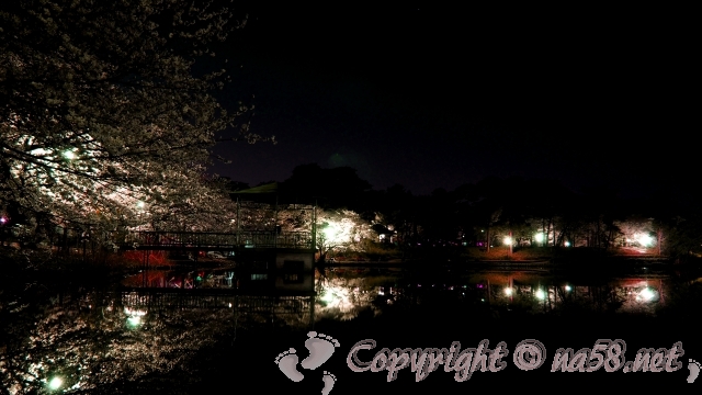 大宮公園　夜桜