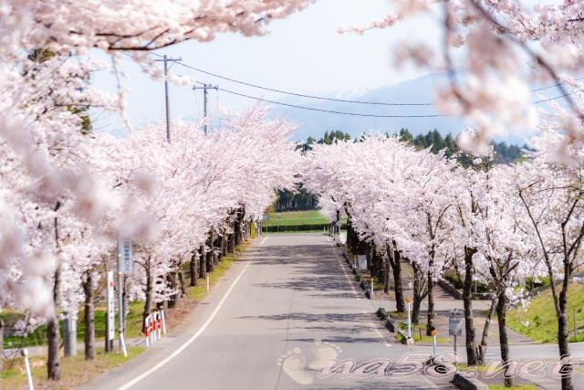 村松公園　桜並木