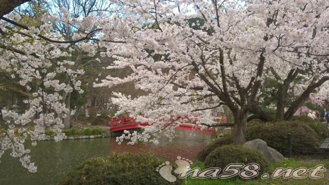 臥竜公園　桜