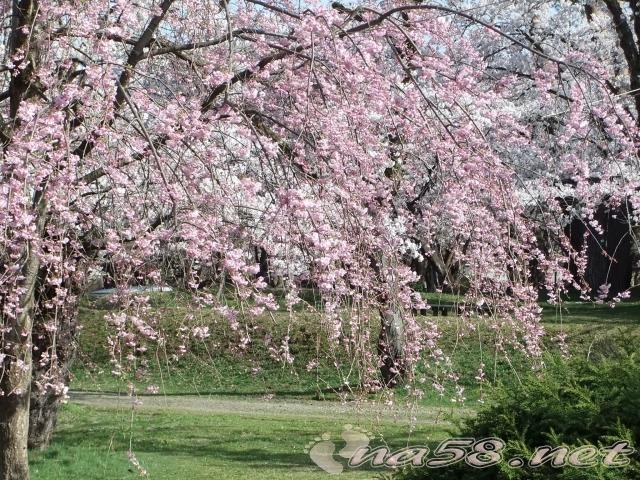 村松公園　桜
