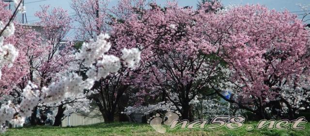 村松公園　桜