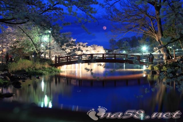 臥竜公園　長野　夜桜ライトアップ