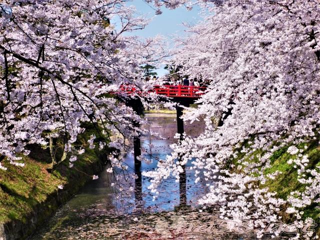 弘前公園 桜