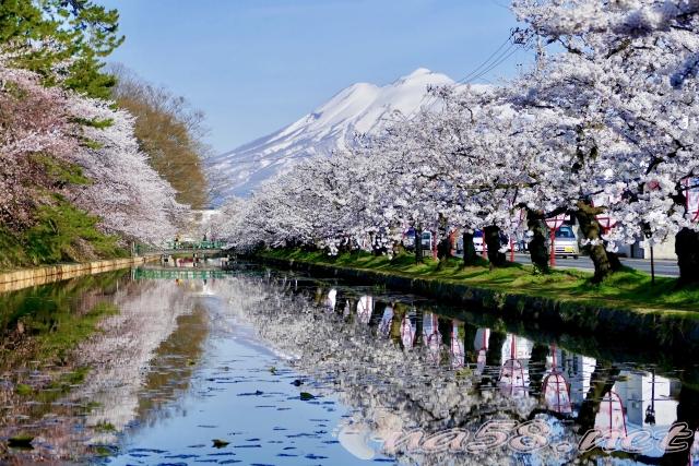 弘前公園　桜　岩木山