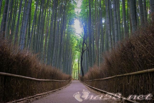 京都・嵐山 竹林の小径