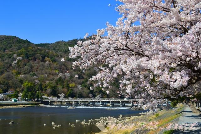 京都 嵐山の桜