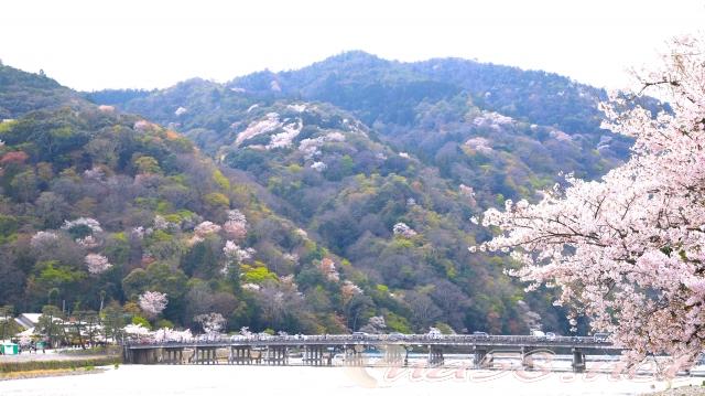 京都 嵐山の桜/渡月橋