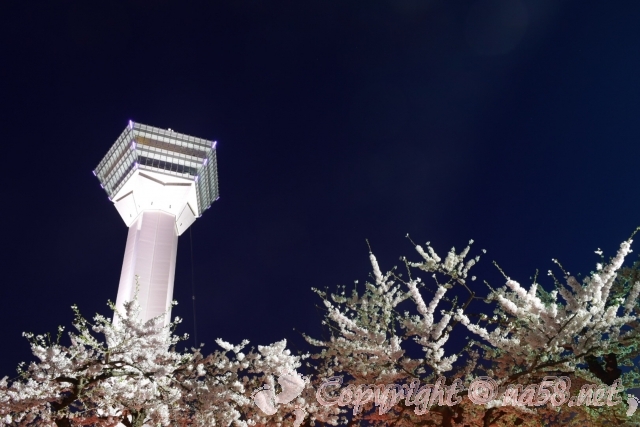 五稜郭タワー桜のライトアップ
