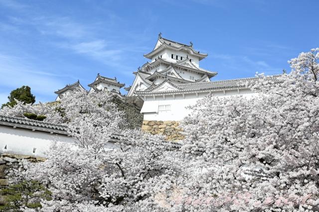 姫路城の桜