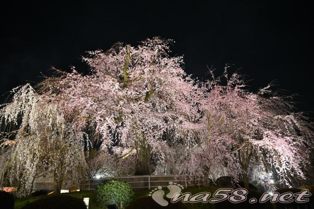 京都 円山公園 桜