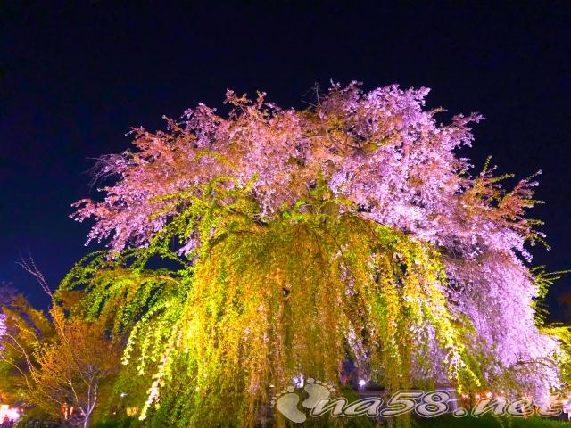 京都 円山公園の桜ライトアップ