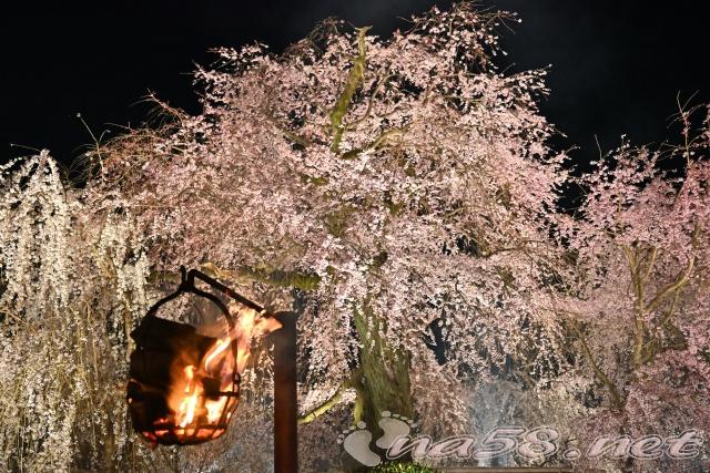京都　円山公園　祇園枝垂れ桜かがり火
