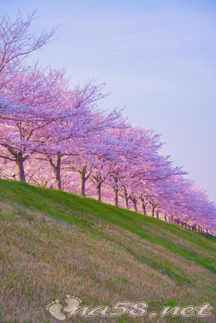 おの桜づつみ回廊の桜の夕日