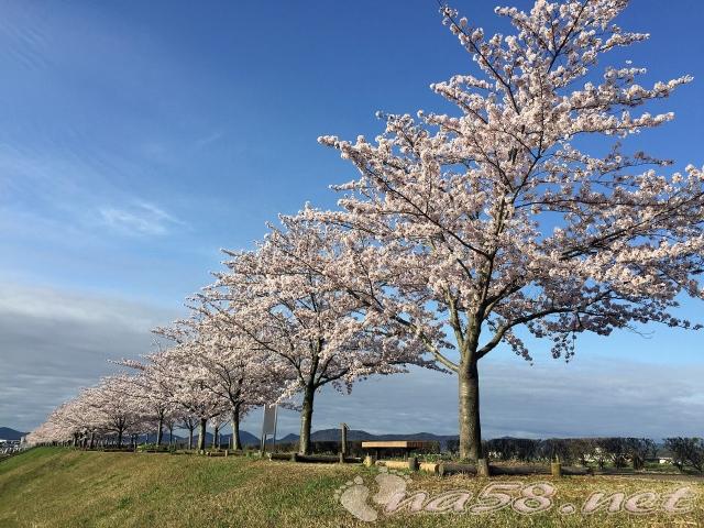 おの桜づつみ回廊 桜