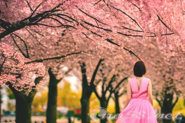 桜とピンクのドレスを着た女性　春　後ろ姿