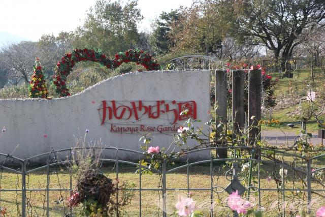 かのやばら園 鹿児島県