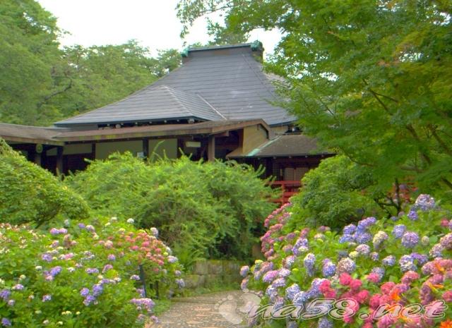 本土寺あじさい