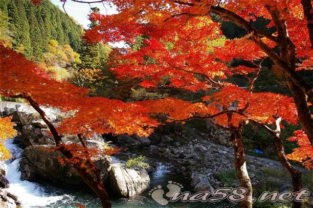 大井平公園 紅葉 稲武 渓流