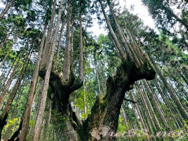 21世紀の森公園　株杉