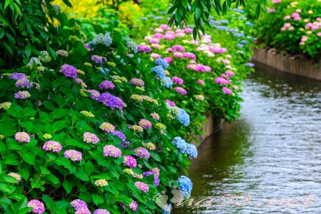 川とあじさい　紫陽花　アジサイ