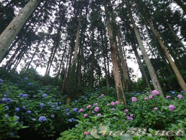 あじさい 杉林 紫陽花 アジサイ