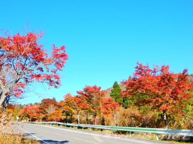 茶臼山高原　紅葉