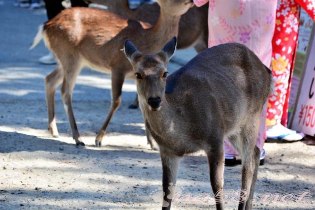 奈良公園　鹿　着物