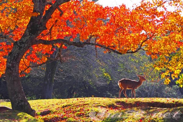 奈良公園　鹿　紅葉