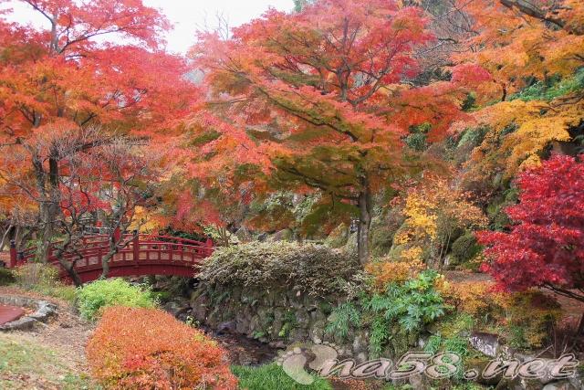 熱海梅園 紅葉