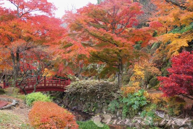 熱海梅園　紅葉