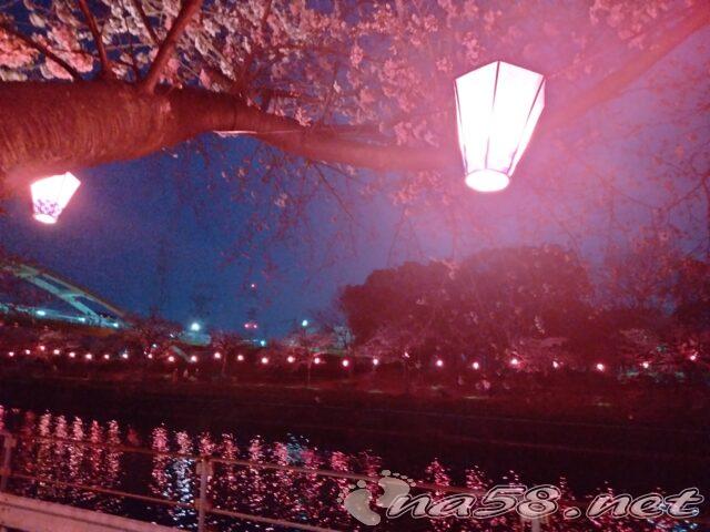 荒子川公園　桜　ぼんぼり提灯　ライトアップ