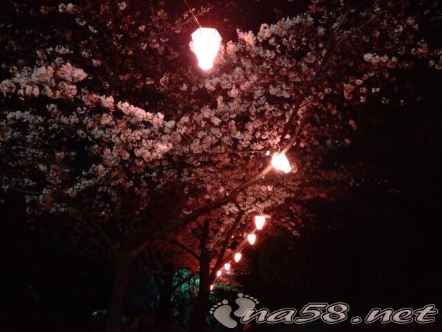 荒子川公園　桜　ぼんぼり提灯　ライトアップ