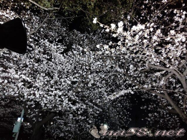 荒子川公園　桜　ライトアップ