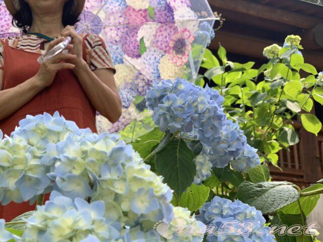 21世紀の森公園　紫陽花の傘をお借りして