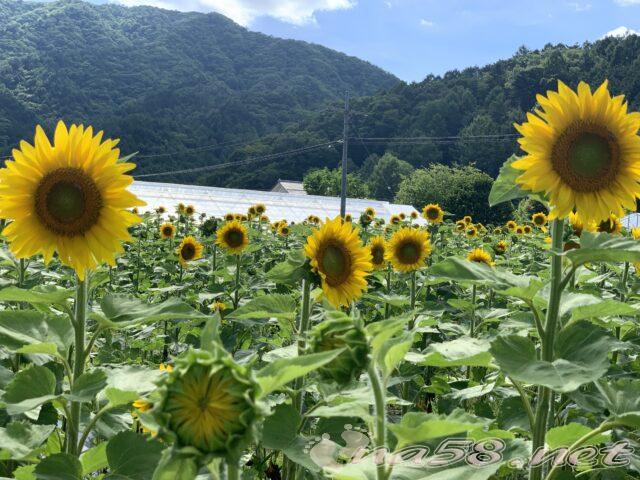 道の駅　信州平谷　ひまわり畑