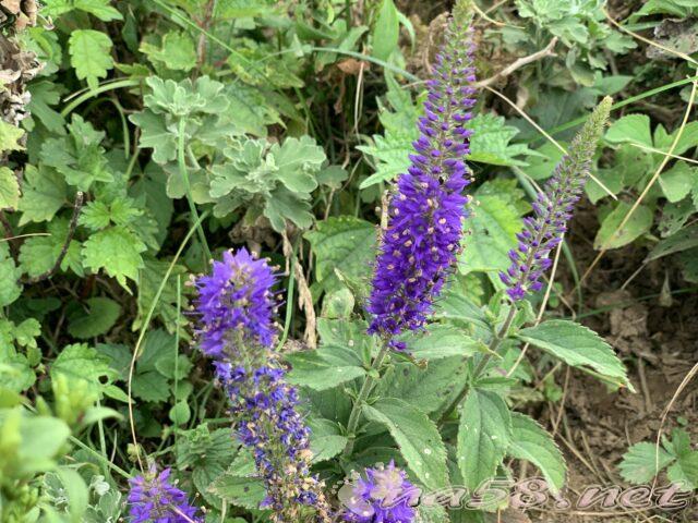 伊吹山　夏の花