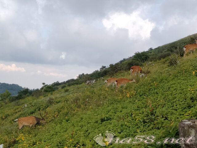 伊吹山　西登山道コースで見た鹿の家族