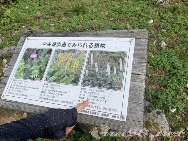 中央登山道コースで見られる花