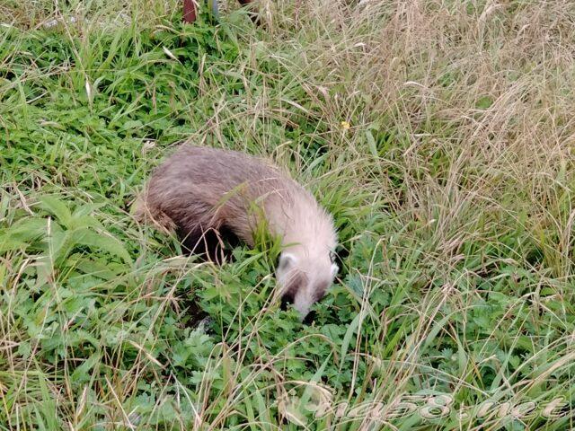 伊吹山の中央登山道コースでみつけたテン