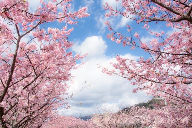 河津桜まつり