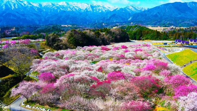 いなべ市農業公園　梅林