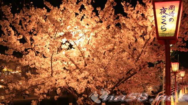 岡崎公園　桜　ライトアップ