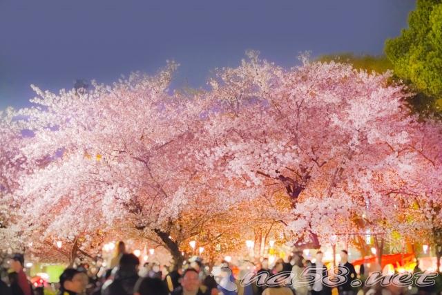 鶴舞公園　桜　ライトアップ