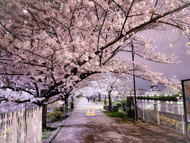 隅田川　桜　ライトアップ