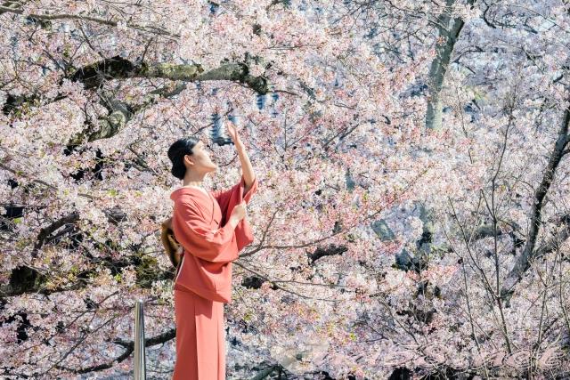 桜 着物 花見
