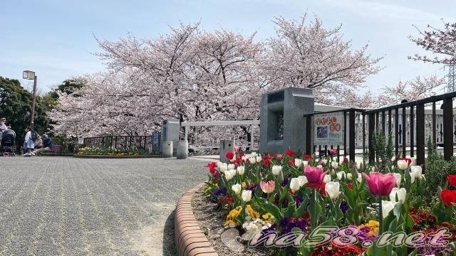 荒子川公園　桜　チューリップ