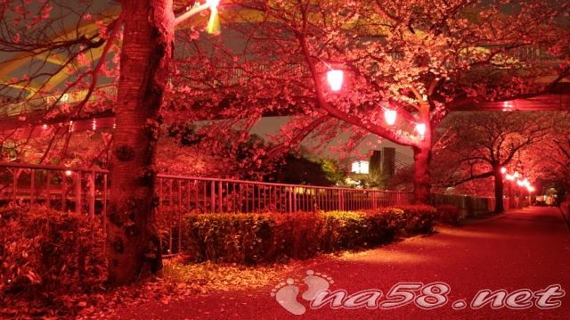 荒子川公園　桜　ライトアップ