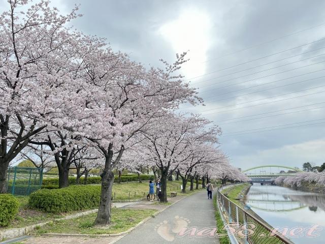 荒子川公園　桜